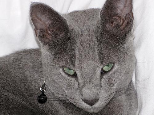 rassen van katten van grijze kleur