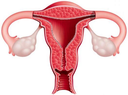 dikte van het endometrium tegen de dagen van de cyclus